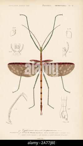 Titan stick Insekt oder Wanderstock, Cyphocrania Acrophylla Titan (Titan). Papierkörbe Kupferstich von Lebrun, nachdem eine Illustration von Blanchard von Charles d'Orbigny von 'Dictionnaire Universel d'Histoire Naturelle" (Universal Wörterbuch der Naturgeschichte), Paris, 1849. Stockfoto