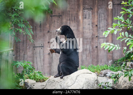 Helarctos malayanus warten auf ihre Nahrung im Zoo/Malayan sun bear stehend und im Sommer entspannen Stockfoto