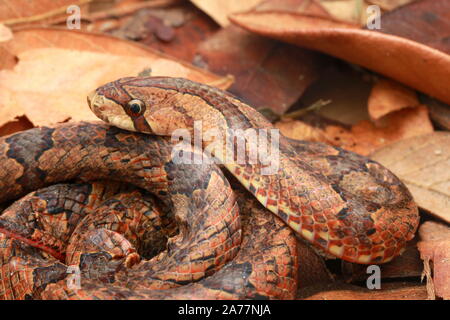 Braun, Lila Kukri Kukri Schlange Schlange, Oligodon purpurascens Stockfoto