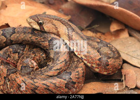 Braun, Lila Kukri Kukri Schlange Schlange, Oligodon purpurascens Stockfoto