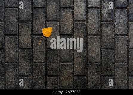 Gelb Herbst Blatt auf nassen Pflastersteine Stockfoto