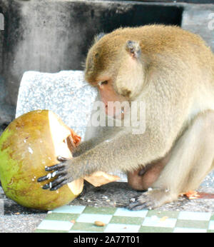 Eine kurze tailed macaque Essen eine Kokosnuss im Khao Takiab in der Nähe von Hua Hin in Thailand Stockfoto