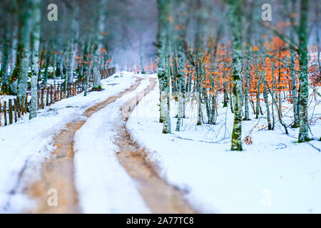 Pfad und Buchenholz im Winter. Urbasa y Geschichte Naturpark. Navarra, Spanien, Europa. Stockfoto