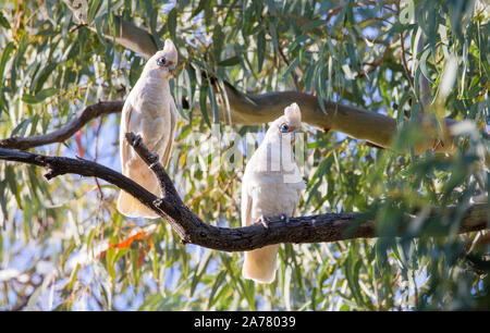 Paar Little Corellas (cacatua Sanguinea) in einem River Red Gum Tree in outback NSW, Australien gehockt Stockfoto