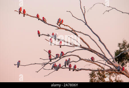 Herde Galahs (Eolophus roseicapilla) auf einem toten Baum in der Dämmerung gehockt, Outback Queensland, Australien Stockfoto