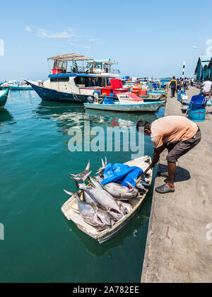 Male, Malediven - November 18, 2017: ein Fischer auf einem Ruderboot voller riesiger frisch gefangenen Thunfisch, Fisch vom Schiff zum Markt in der capit Stockfoto