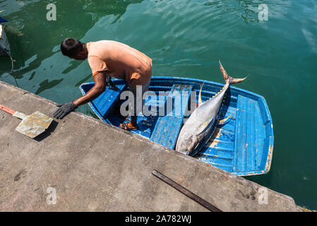 Male, Malediven - November 18, 2017: ein Fischer auf einem Ruderboot mit riesigen frisch gefangenen Thunfisch, Fisch vom Schiff auf dem Markt in der Hauptstadt Stockfoto