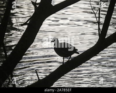 Moorhuhn Winter Gallinula chloropus Teil der Herde zu Roost Stockfoto