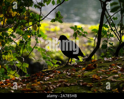 Moorhuhn Winter Gallinula chloropus Teil der Herde zu Roost Stockfoto
