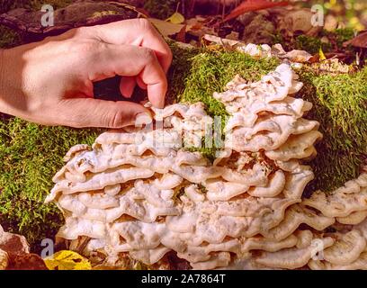 Frau Hand berührt zu schönen weißen Pilze auf dem Baumstumpf. Holz schädliche Pilze wachsen auf baumstumpf gefallen Aspen Tree Stockfoto