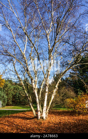 Betula papyrifera Herbstbirke, Weißbirke und Kanubirkengarten Stockfoto