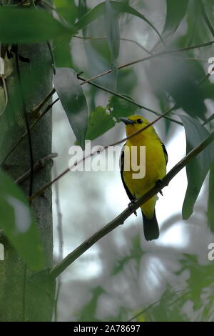 Gemeinsame iora (Aegithina tiphia) sitzt auf einem Ast in Sundarbans Delta region, West Bengalen in Indien Stockfoto