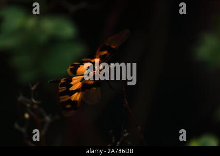 Gemeinsame bild Flügel Dragonfly (Rhyothemis variegata) auf eine Niederlassung in Sundarbans Delta region, West Bengalen in Indien Stockfoto