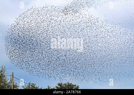 Eine große Herde oder murmuration von Staren zusammen Scharen und im Formationsflug über ein Feld im ländlichen Italien Stockfoto