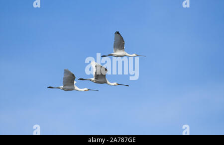 Gruppe von löffler im Flug Stockfoto