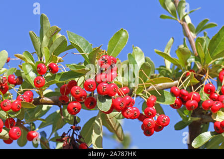 Holzbär oder firethorn Pflanze mit leuchtend roten Beeren oder pomes im Herbst oder fallen in Italien im Zusammenhang mit Cotoneaster und aus der Familie der Rosaceae Stockfoto