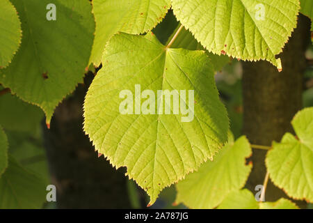 Gemeinsame Kalk Blatt schließen oben mit der Sonne hinter Ende Oktober in Italien lateinisch Tilia von Der malvaceae Familie macht auch einen beruhigenden Tee Stockfoto