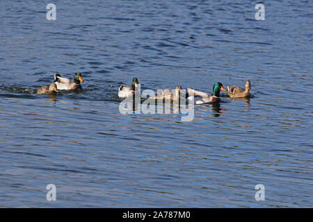 Drei paar Stockenten männlichen und weiblichen Enten lateinischer Name Anas platyrhynchos Familie Entenvögel schwimmen in einem See in Porto Potenza Picena in Italien Stockfoto