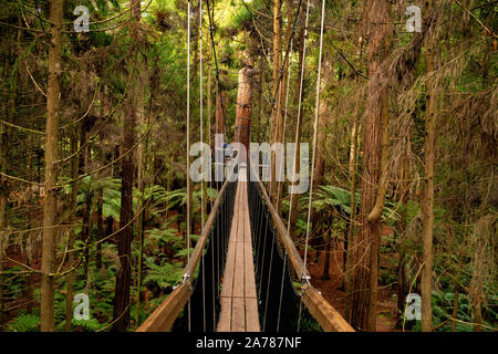 Tief in die Überdachung des Rotorua Redwoods Wald suchen entlang der abgehängten Baum Spaziergang Stockfoto
