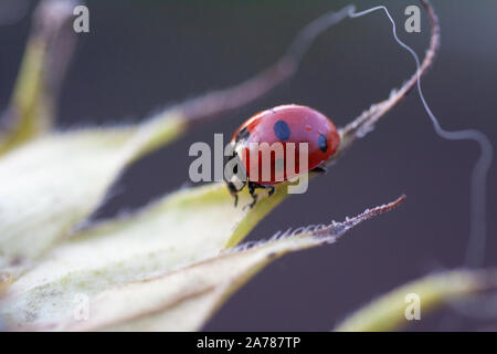 Makro der Marienkäfer auf einem Blatt des Sonnenblume n am Morgen die Sonne Stockfoto