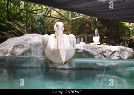 Ein weißes amerikanisches Pelican ruhig sitzen auf einem Glas in der Nähe von Wasser Stockfoto
