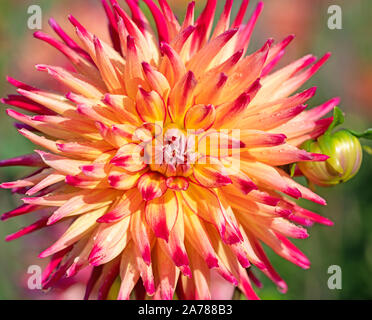 Dahlie Blüte in einer Nahaufnahme Stockfoto