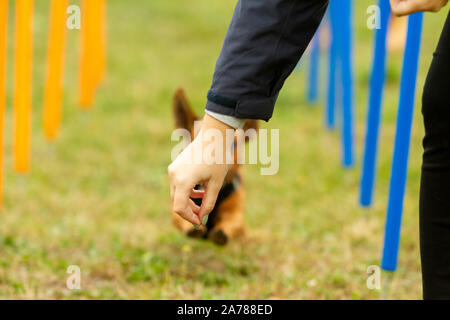 Junge Jack Russell Terrier gemischt Hund lernt den Slalom zu laufen und erhalten eine Belohnung von den Eigentümern von Hand im agility Training. Stockfoto