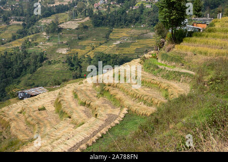 Reis frisch auf den terrassierten Hängen von Nepal geerntet. Stockfoto