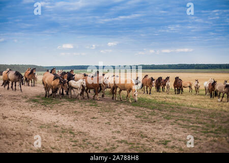 Eine Herde wilder Pferde laufen über das Feld. Eine große Herde der schönen Pferde, galoppiert über das Feld im Sommer. Stockfoto