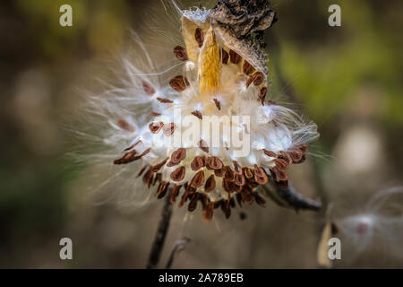 Flauschigen weißen behaarte Samen der Common milkweed/Asclepias syriaca, invasive Pflanze im Sand in Novi Sad in Serbien Stockfoto