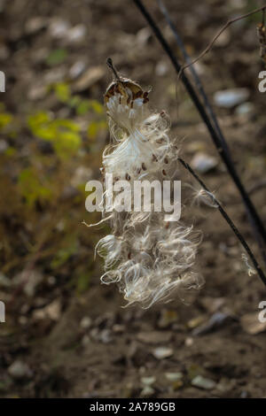 Flauschigen weißen behaarte Samen der Common milkweed/Asclepias syriaca, invasive Pflanze im Sand in Novi Sad in Serbien Stockfoto