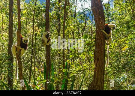 Drei Coquerel sifaka Holding auf einem Baum Stockfoto