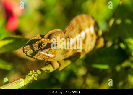 Endemisch auf Madagaskar Chameleon chillen auf einem Zweig Stockfoto
