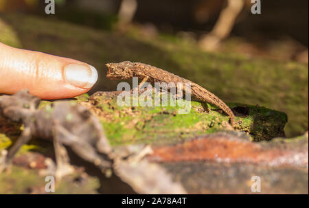 Braun Blatt Chameleon (Brookesia superciliaris) im Regenwald von Madagaskar Stockfoto