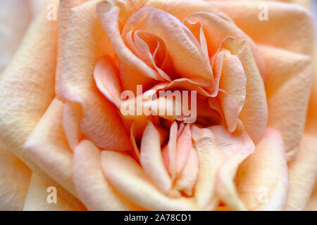 Nahaufnahme von einem einzigen Apricotfarben terrasse Blume Rose. Stockfoto