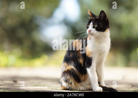 Dreifarbige Katze sitzt auf dem Steinboden im Sommer Garten, Haustiere Entspannen im Freien, Maneki Neko. Stockfoto