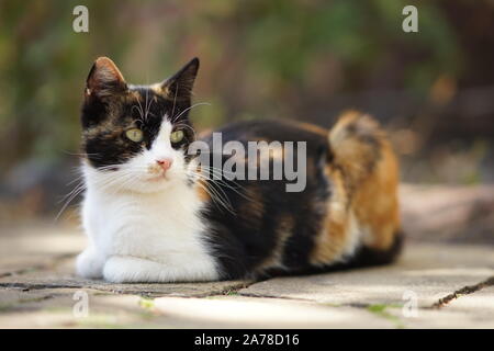 Tricolor kitty liegt auf dem Steinboden, Haustieren im Freien entspannen, Maneki Neko cat Stockfoto