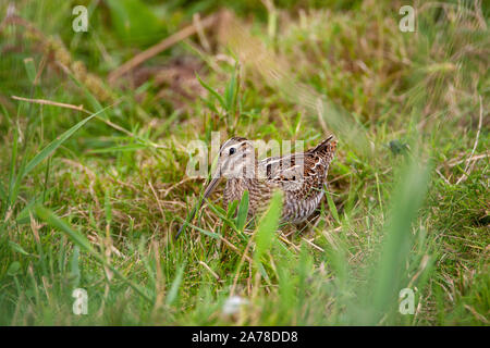 Bekassine, Gallinago gallinago, frequentiert, Sümpfe, Moore, Tundra und Feuchtwiesen in Nordeuropa und im nördlichen Asien. Stockfoto