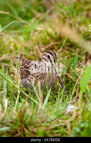 Bekassine, Gallinago gallinago, frequentiert, Sümpfe, Moore, Tundra und Feuchtwiesen in Nordeuropa und im nördlichen Asien. Stockfoto