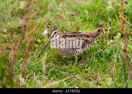 Bekassine, Gallinago gallinago, frequentiert, Sümpfe, Moore, Tundra und Feuchtwiesen in Nordeuropa und im nördlichen Asien. Stockfoto