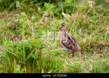 Bekassine, Gallinago gallinago, frequentiert, Sümpfe, Moore, Tundra und Feuchtwiesen in Nordeuropa und im nördlichen Asien. Stockfoto