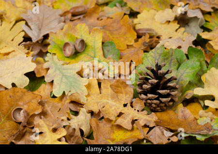 Herbst Hintergrund. Acorn Gap und pinienzapfen auf rostigen getrocknetes Eichenlaub im Park. Stockfoto