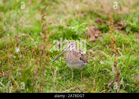 Bekassine, Gallinago gallinago, frequentiert, Sümpfe, Moore, Tundra und Feuchtwiesen in Nordeuropa und im nördlichen Asien. Stockfoto