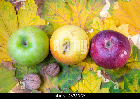 Herbst noch leben, drei bunten Äpfel, Walnüsse und schöne gelbe Blätter der Ansicht von oben, flach Stockfoto