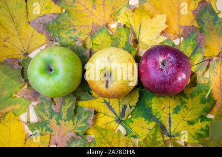 Herbst noch leben, drei bunten Äpfel, Walnüsse und schöne gelbe Blätter der Ansicht von oben, flach Stockfoto