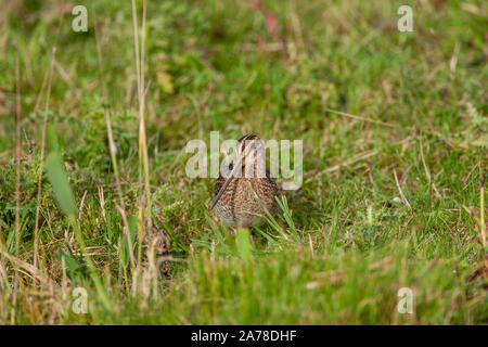 Bekassine, Gallinago gallinago, frequentiert, Sümpfe, Moore, Tundra und Feuchtwiesen in Nordeuropa und im nördlichen Asien. Stockfoto