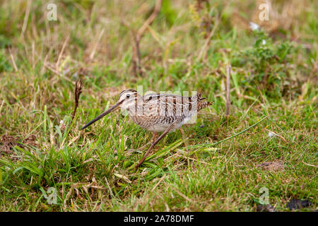 Bekassine, Gallinago gallinago, frequentiert, Sümpfe, Moore, Tundra und Feuchtwiesen in Nordeuropa und im nördlichen Asien. Stockfoto