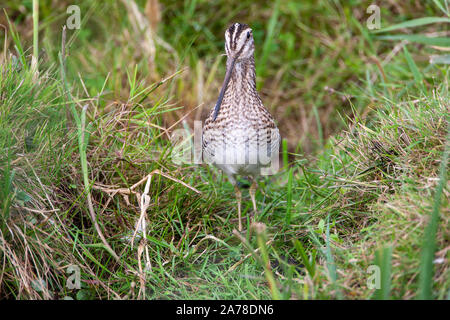 Bekassine, Gallinago gallinago, frequentiert, Sümpfe, Moore, Tundra und Feuchtwiesen in Nordeuropa und im nördlichen Asien. Stockfoto