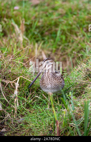 Bekassine, Gallinago gallinago, frequentiert, Sümpfe, Moore, Tundra und Feuchtwiesen in Nordeuropa und im nördlichen Asien. Stockfoto