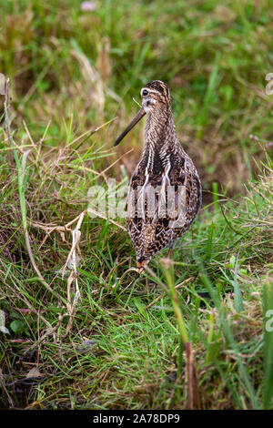 Bekassine, Gallinago gallinago, frequentiert, Sümpfe, Moore, Tundra und Feuchtwiesen in Nordeuropa und im nördlichen Asien. Stockfoto